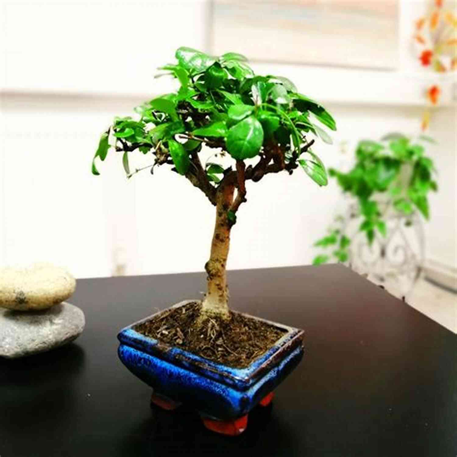 A Beautiful Bonsai Tree In A Decorative Pot BONSAI TREE CARE FOR BEGINNER: The Complete Guide On How To Care For Your Bonsai Tree For Beginner