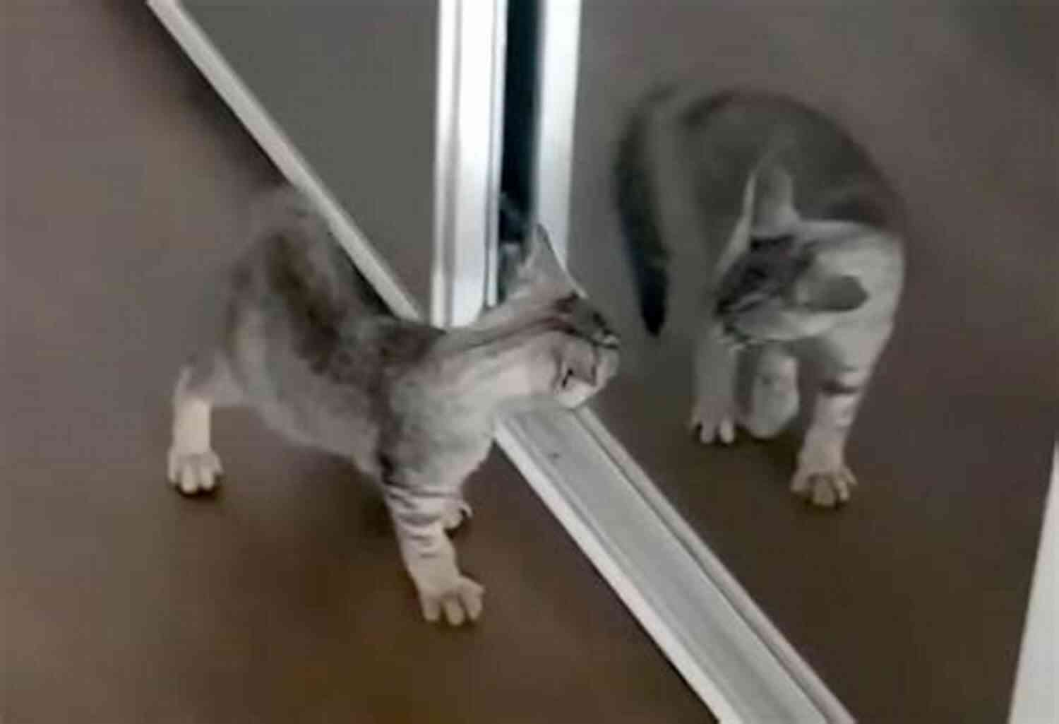 A Cat Battling With Its Reflection In A Mirror The Cat Did WHAT?: 75 OF The Funniest Cutest Most Amazing Cat Videos On The Internet