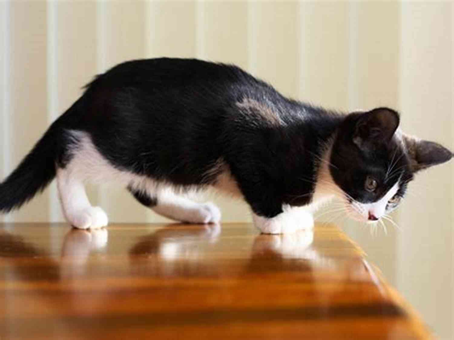 A Cat Jumping Acrobatically From Furniture The Cat Did WHAT?: 75 OF The Funniest Cutest Most Amazing Cat Videos On The Internet