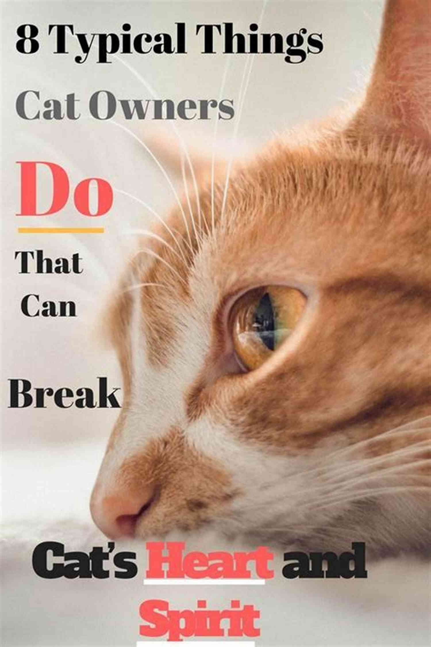 A Cat Seemingly Talking To Its Owner The Cat Did WHAT?: 75 OF The Funniest Cutest Most Amazing Cat Videos On The Internet