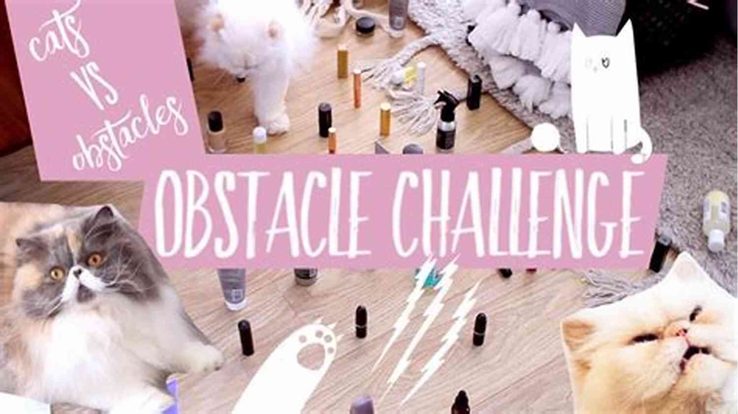 A Cat Sleepwalking Through Various Obstacles The Cat Did WHAT?: 75 OF The Funniest Cutest Most Amazing Cat Videos On The Internet