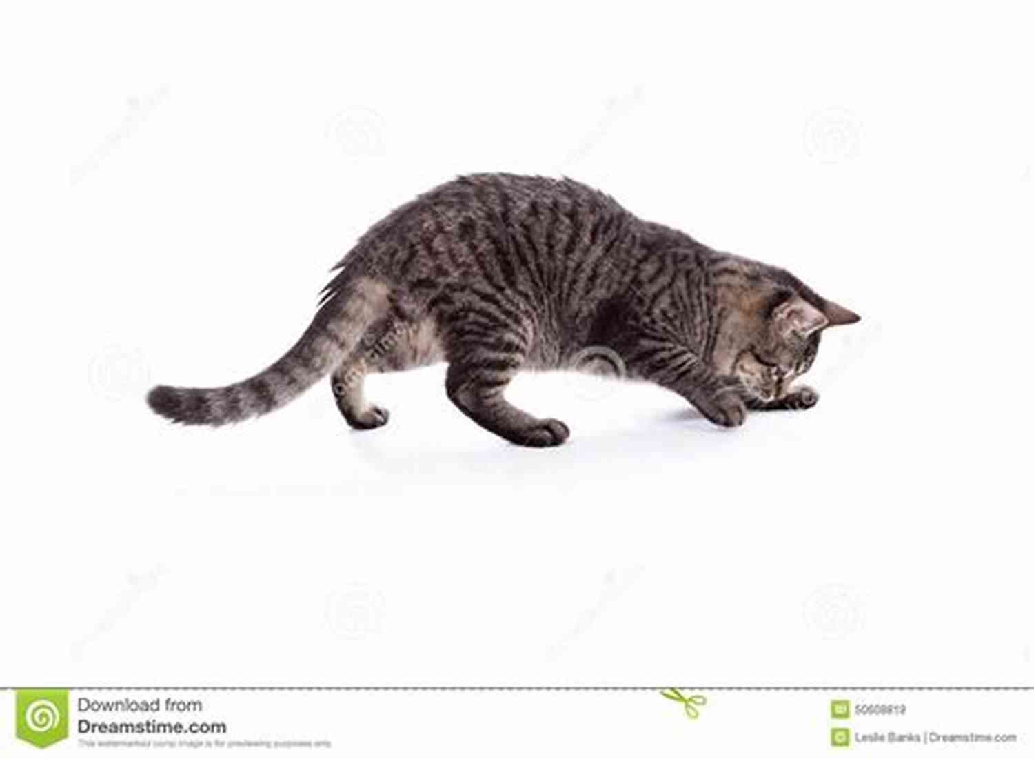 A Fluffy White Cat Pouncing On Objects Like A Ninja The Cat Did WHAT?: 75 OF The Funniest Cutest Most Amazing Cat Videos On The Internet