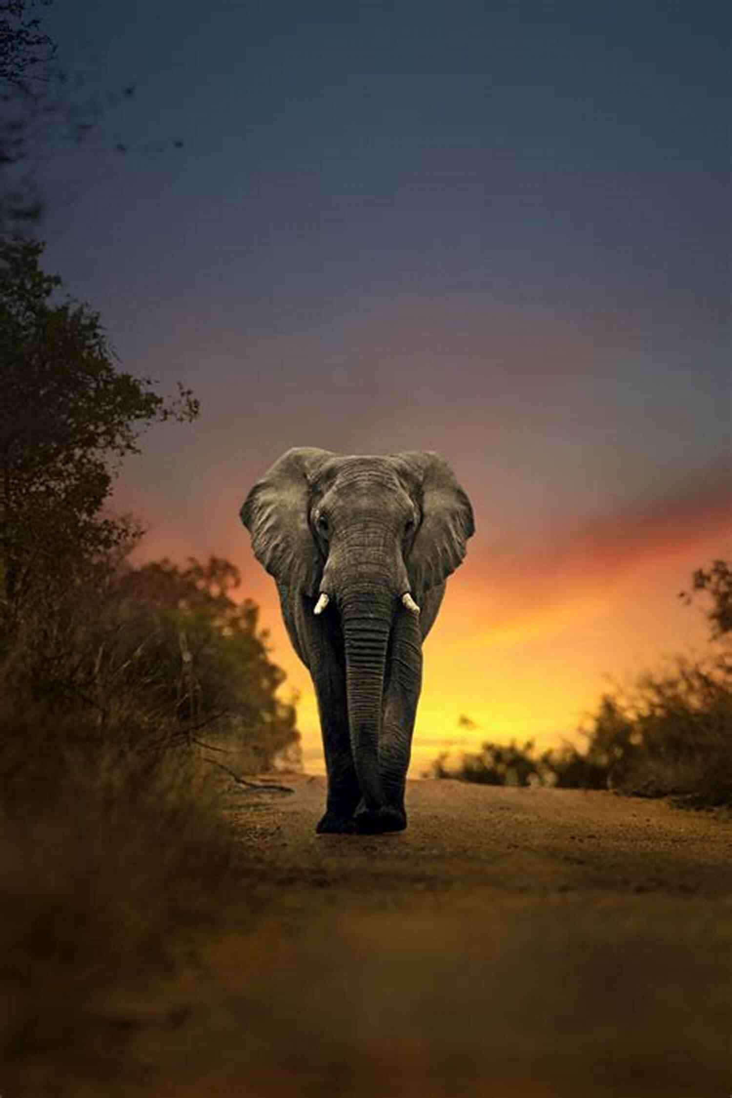 A Majestic Elephant Walking Through The Safari How To Eat An Elephant