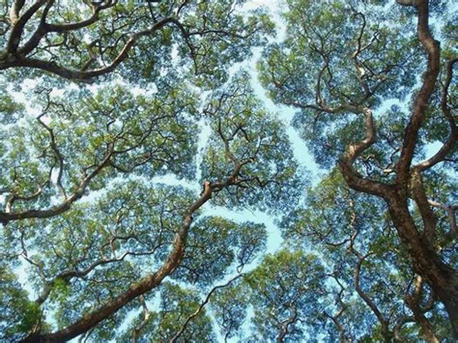 A Mesmerizing Forest Filled With Crown Shy Trees Standing Tall And Proud A Prayer For The Crown Shy: A Monk And Robot (Monk Robot 2)