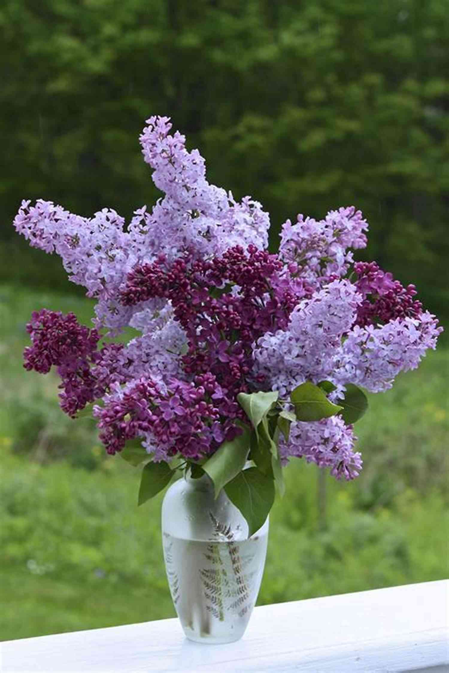 A Well Maintained Garden Showcasing Beautiful Sweet Lilac Flowers Sweet Lilac Scent (The Blossoms Of Russia 1)