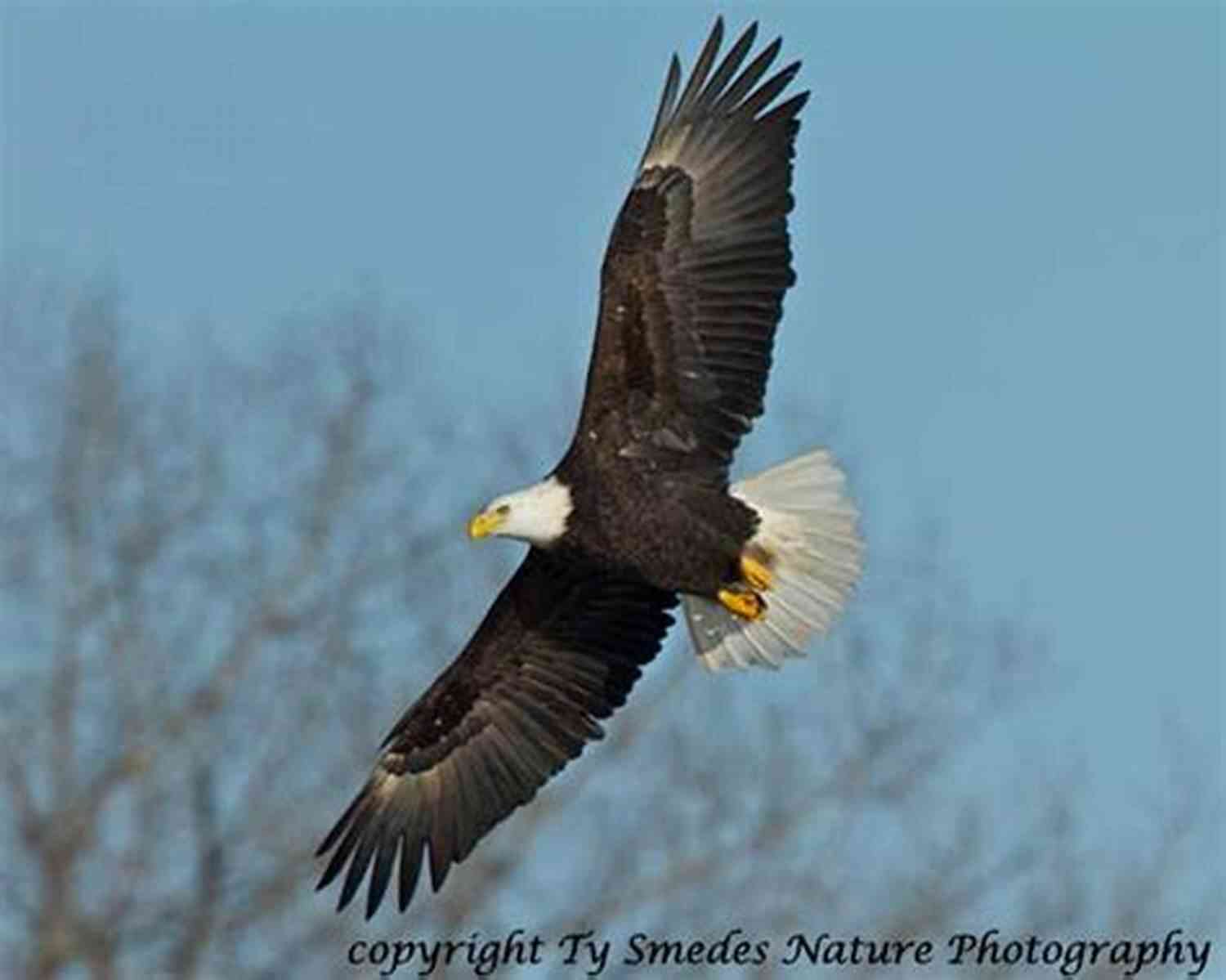 An Eagle Soaring Over AM River Wayne Hall I Am River Wayne Hall