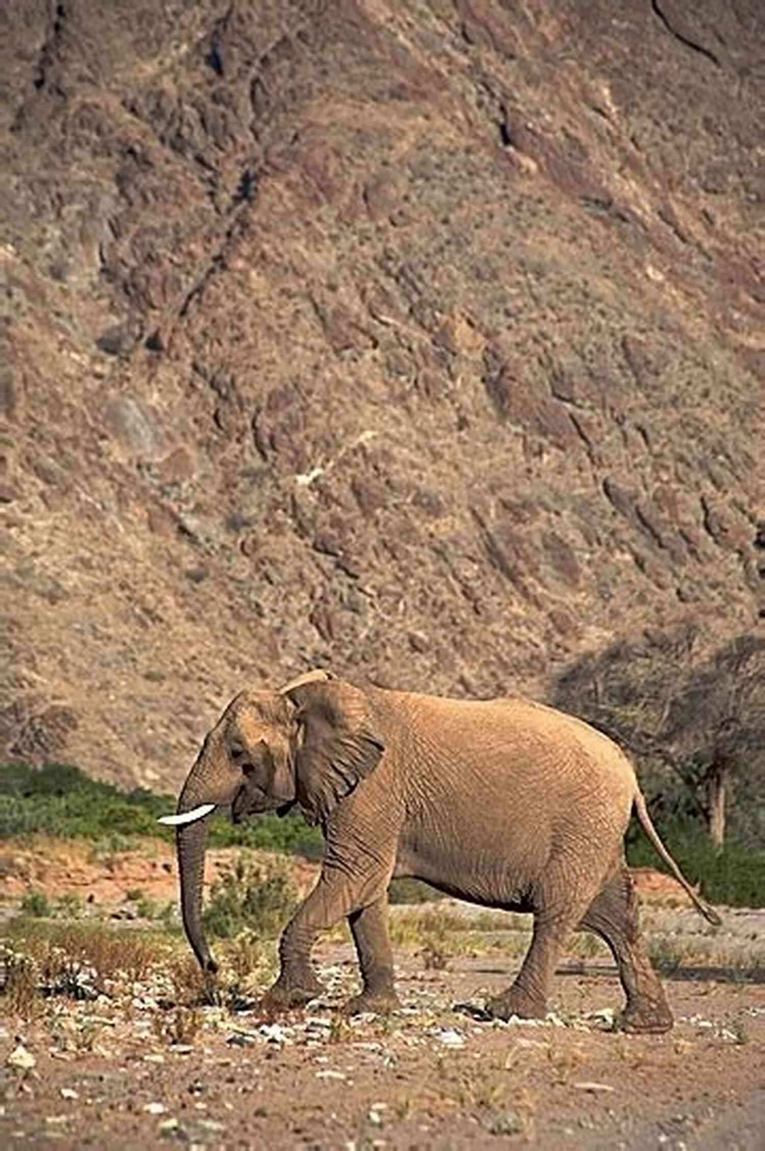 An Elephant's Skeleton In The Desert How To Eat An Elephant