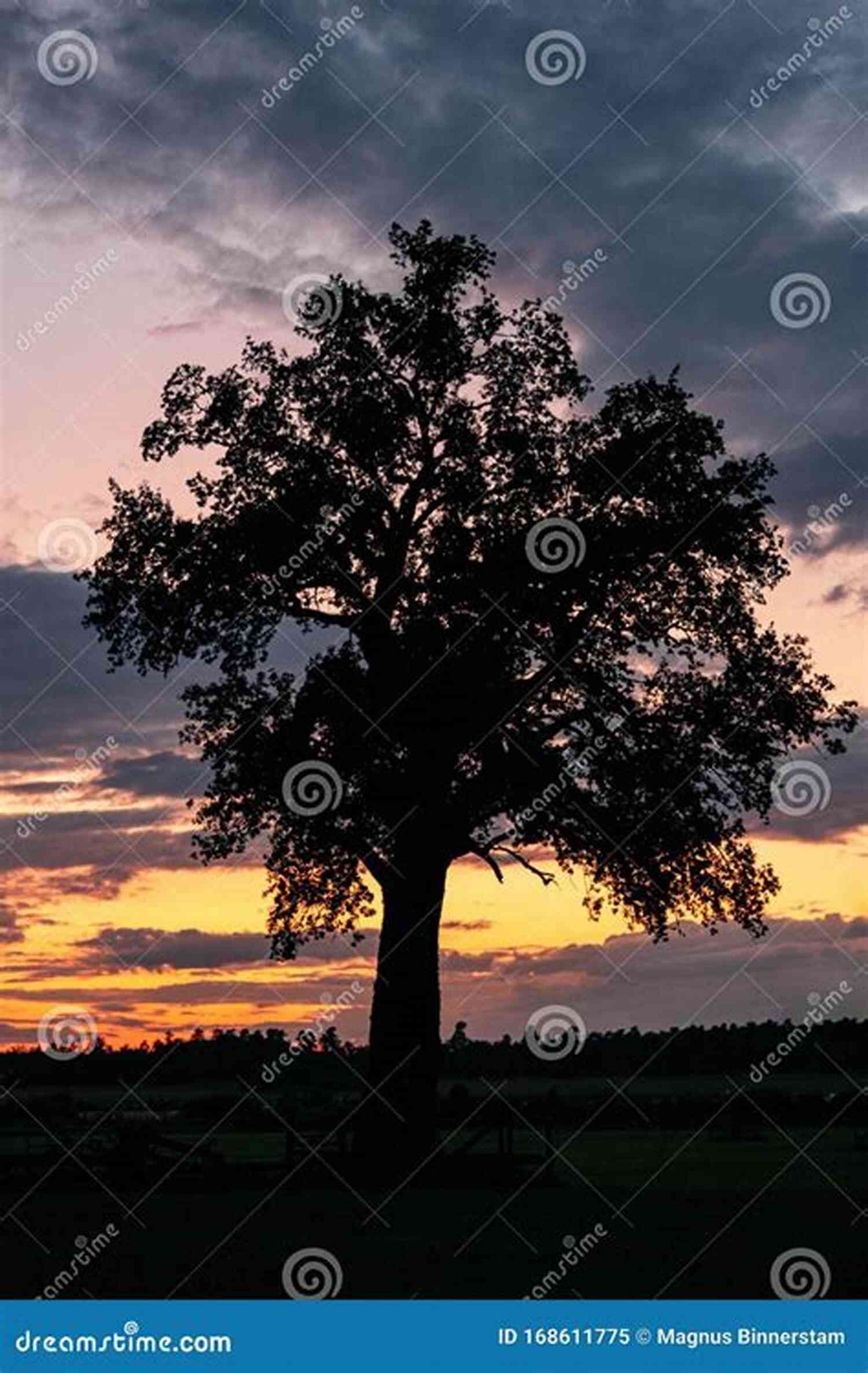 Beautiful Knotty Trees Sherry Riggs Against The Sunset Knotty Trees Sherry Riggs