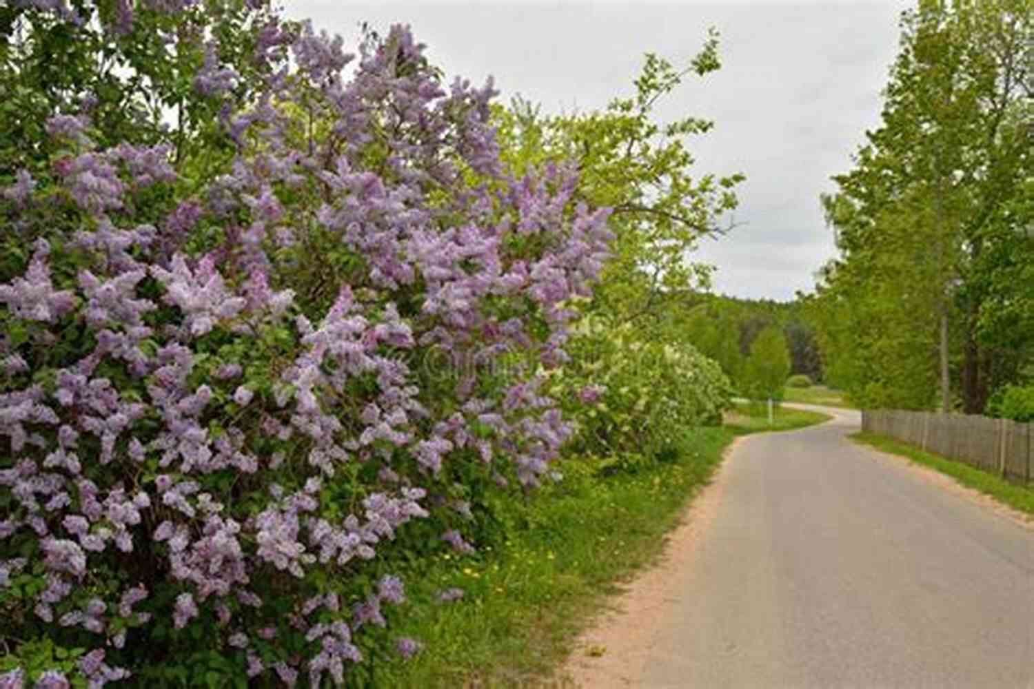 Blooming Sweet Lilac Flowers In A Russian Garden Sweet Lilac Scent (The Blossoms Of Russia 1)