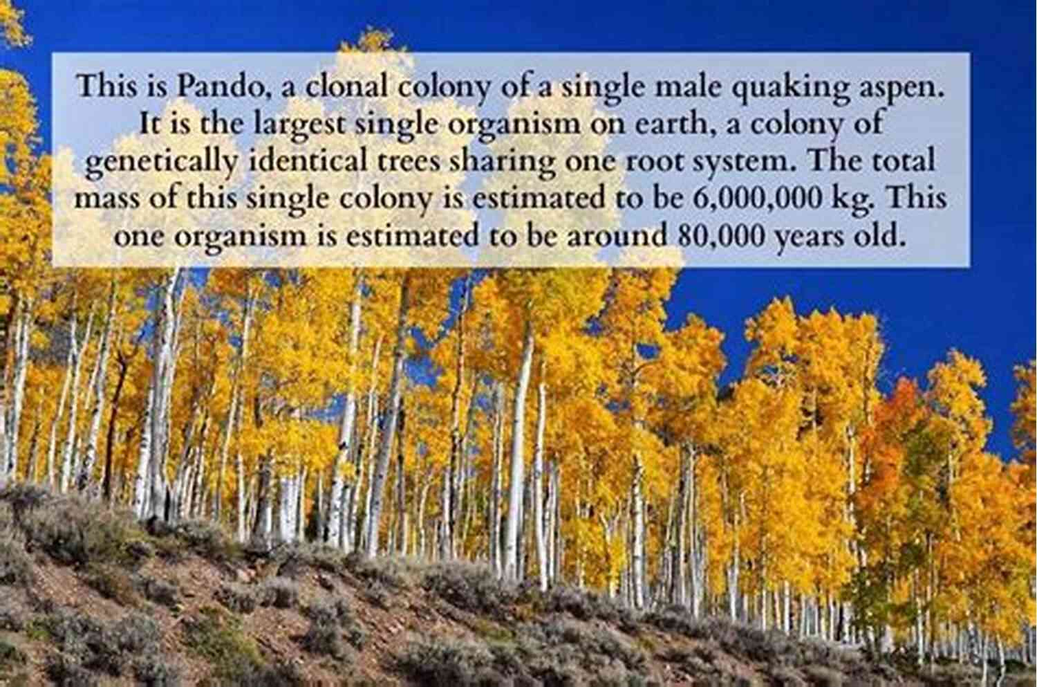 Breathtaking Aspen Grove Witness The Mysteries Dead Burying The Dead Under A Quaking Aspen