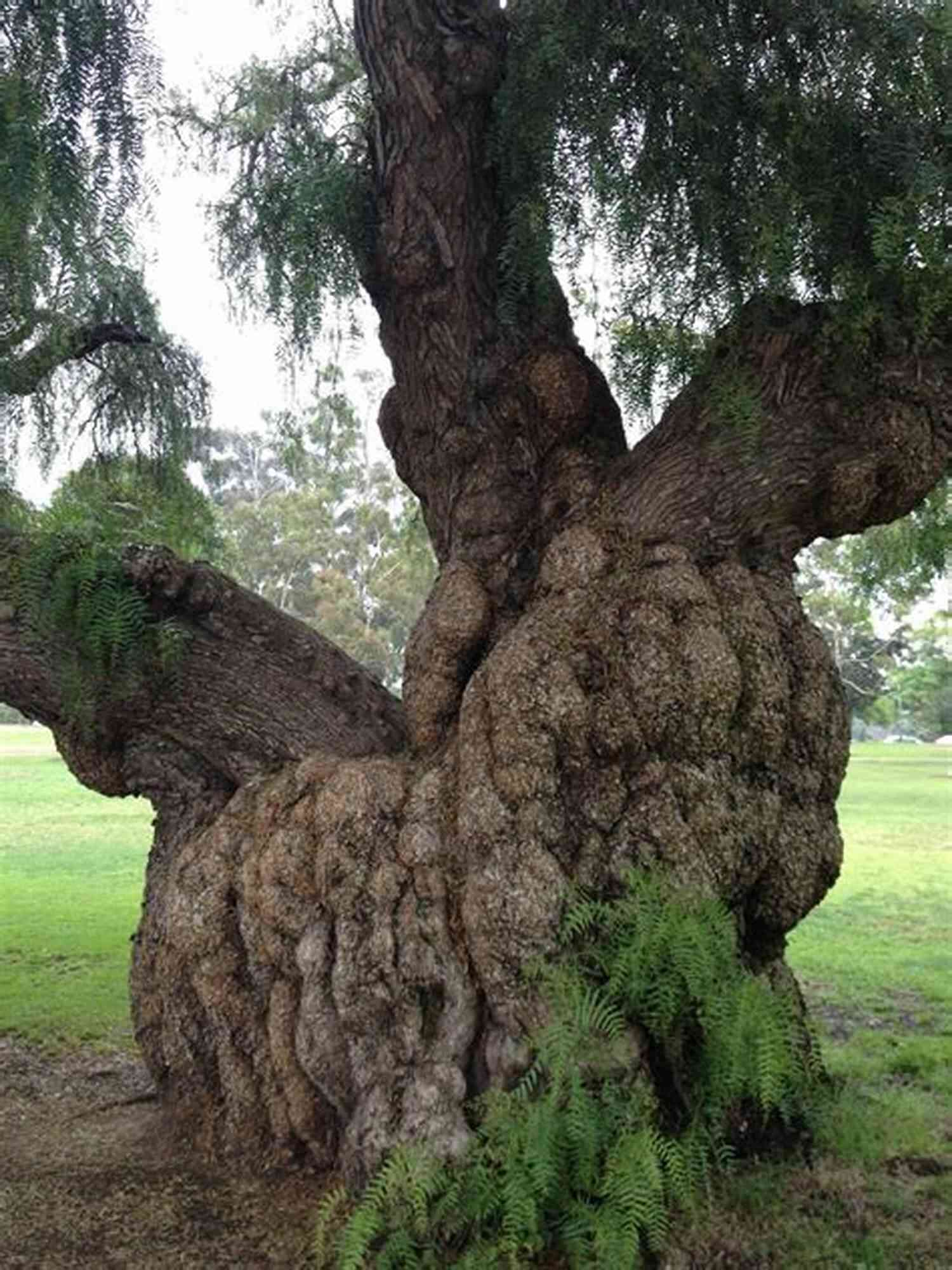 Close Up Of A Twisted Tree Trunk In Knotty Trees Sherry Riggs Knotty Trees Sherry Riggs