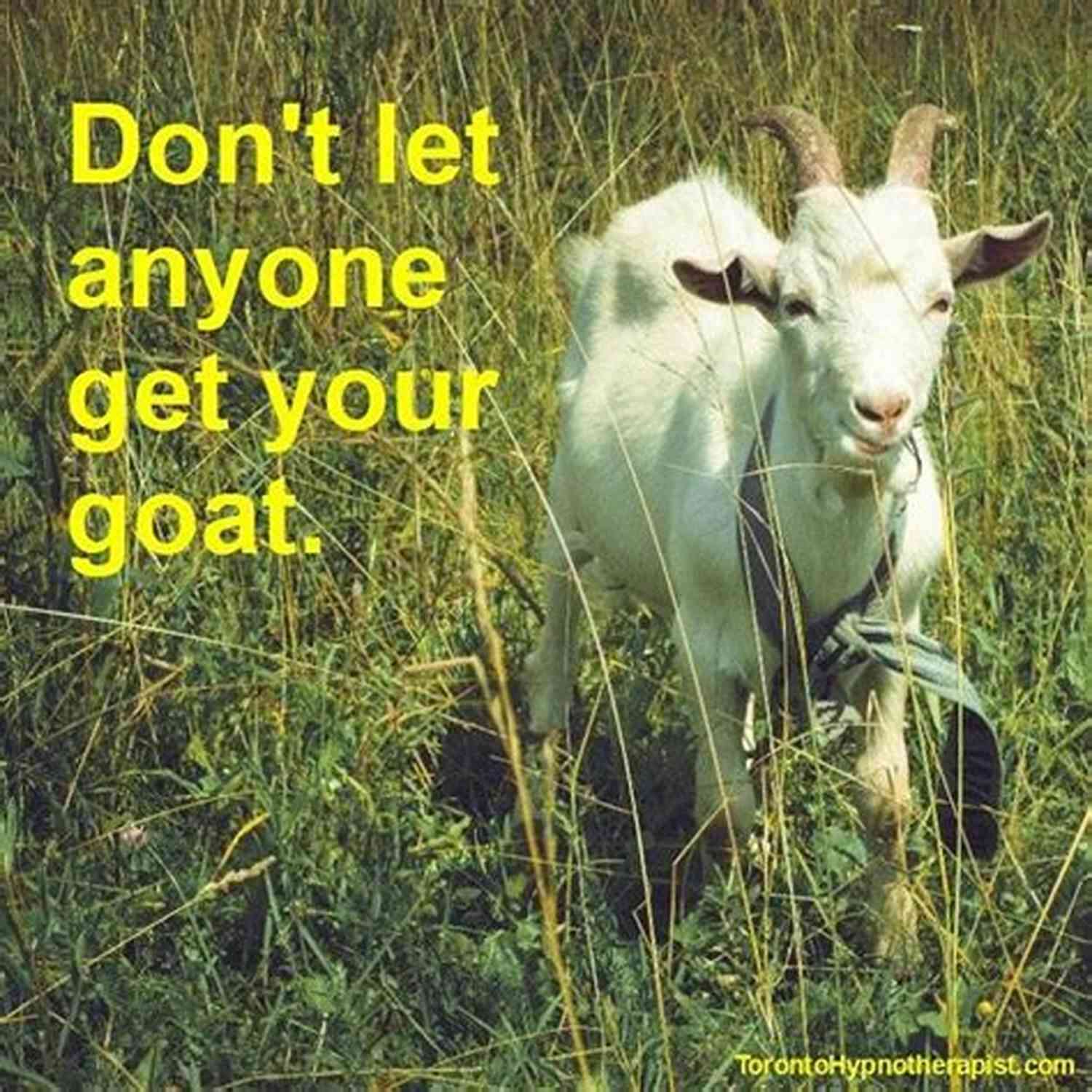 Don't Let Them Get Your Goat The Ultimate Guide To Overcoming Challenges Don T Let Them Get Your Goat