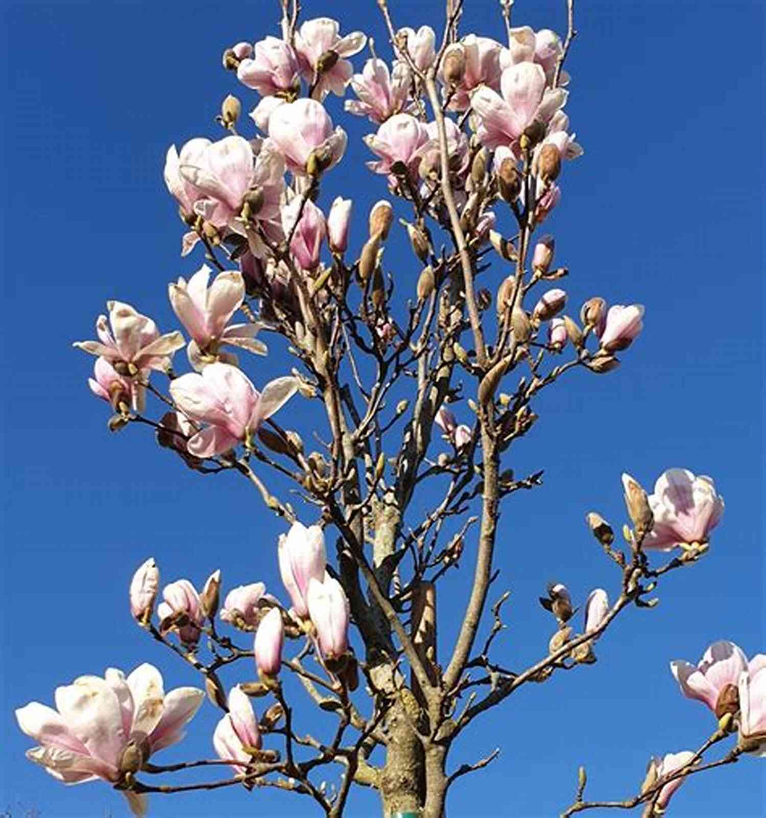 Gorgeous Magnolia Tree In Full Bloom Against A Clear Blue Sky Mutts Magnolias (South Carolina Sunsets 9)