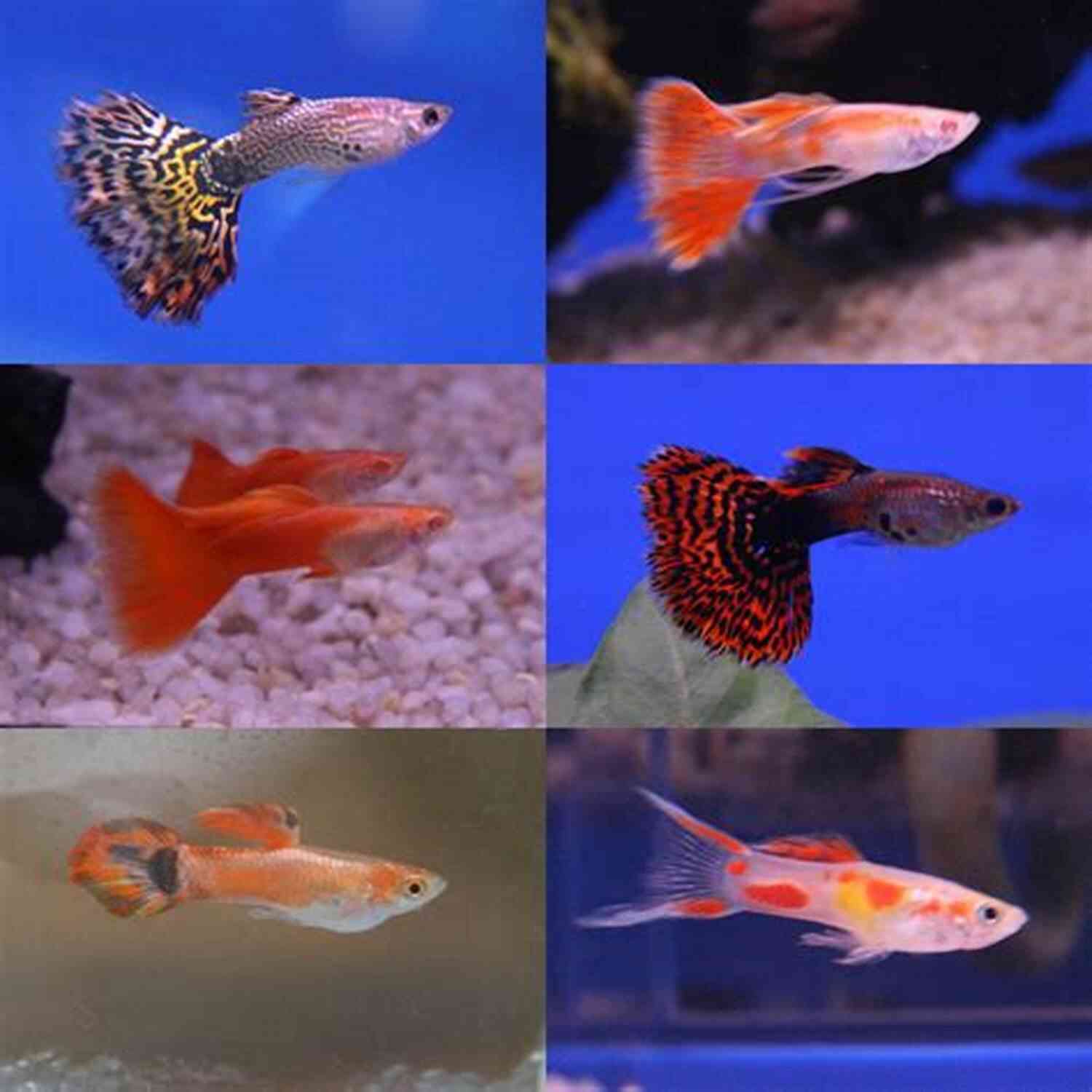 Long Descriptive Keyword: Guppy Fishes And Their Care GUPPY CARE GUIDE: Understanding The Basics Of Raising And Taking Care Of Guppy Fishes And Their Aquarium