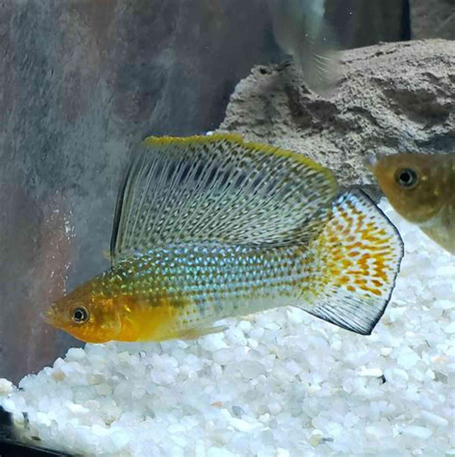 Mexican Sailfin Molly Fish Mollies Short Finned Molly Sailfin Molly Mexican Sailfin Molly (Livebearing Fish 2)