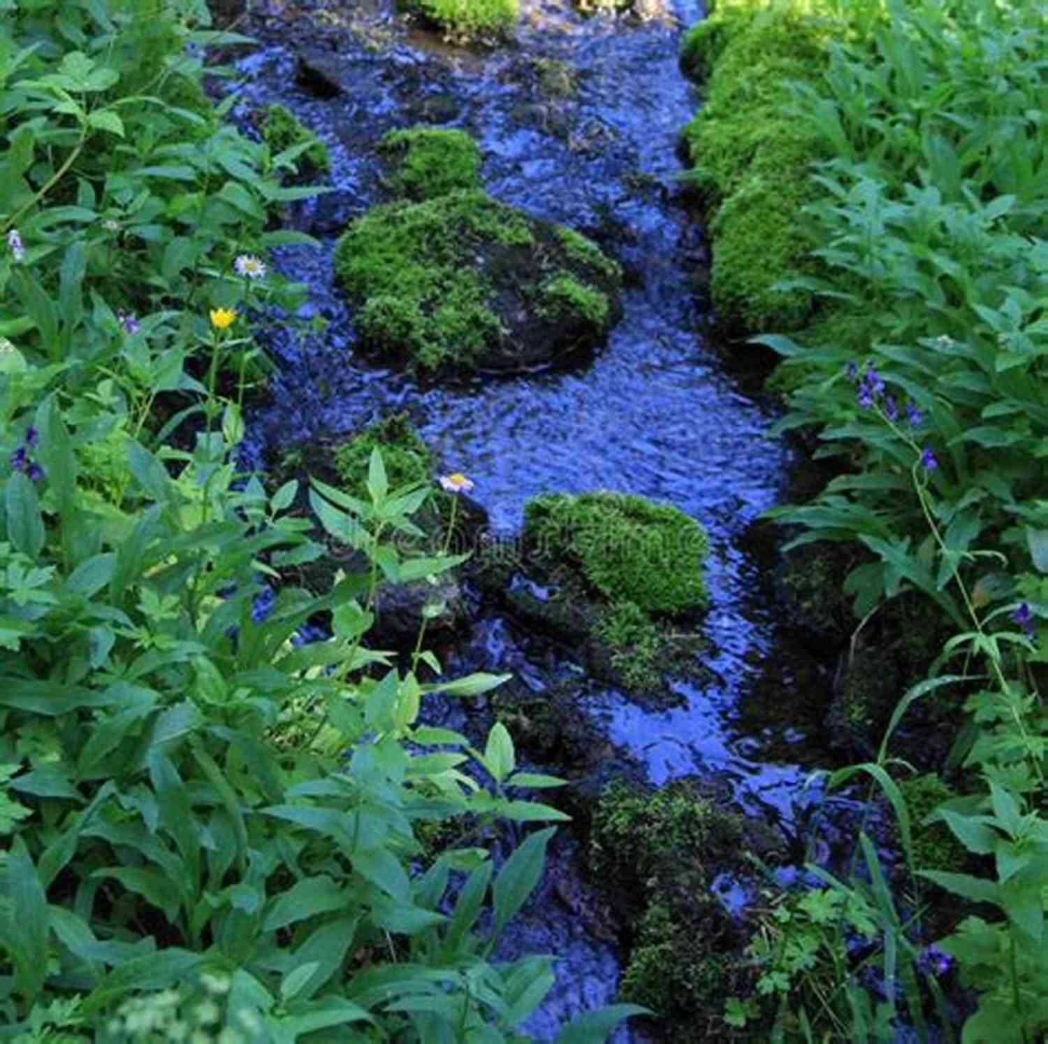 Plant Merging The Flowing Stream Photos And Haikus: Plant Mergings With Mystery Stone (Haikus And Photos 17)