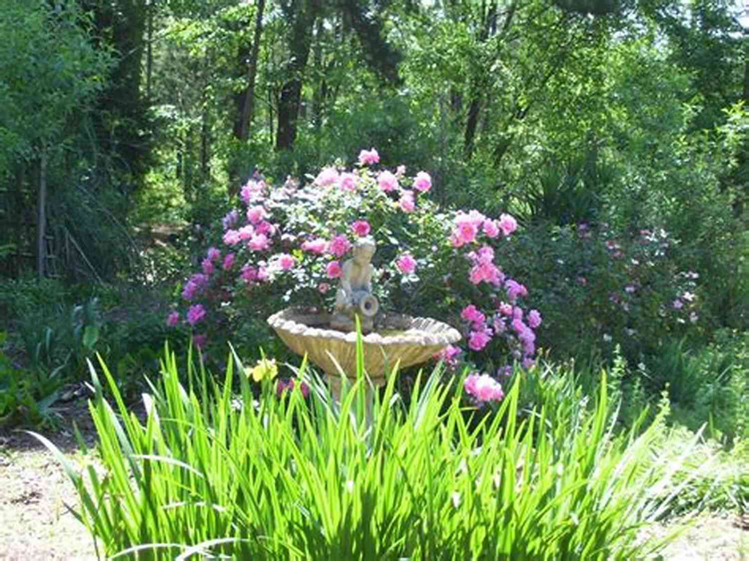 Plant Merging The Pristine Garden Photos And Haikus: Plant Mergings With Mystery Stone (Haikus And Photos 17)