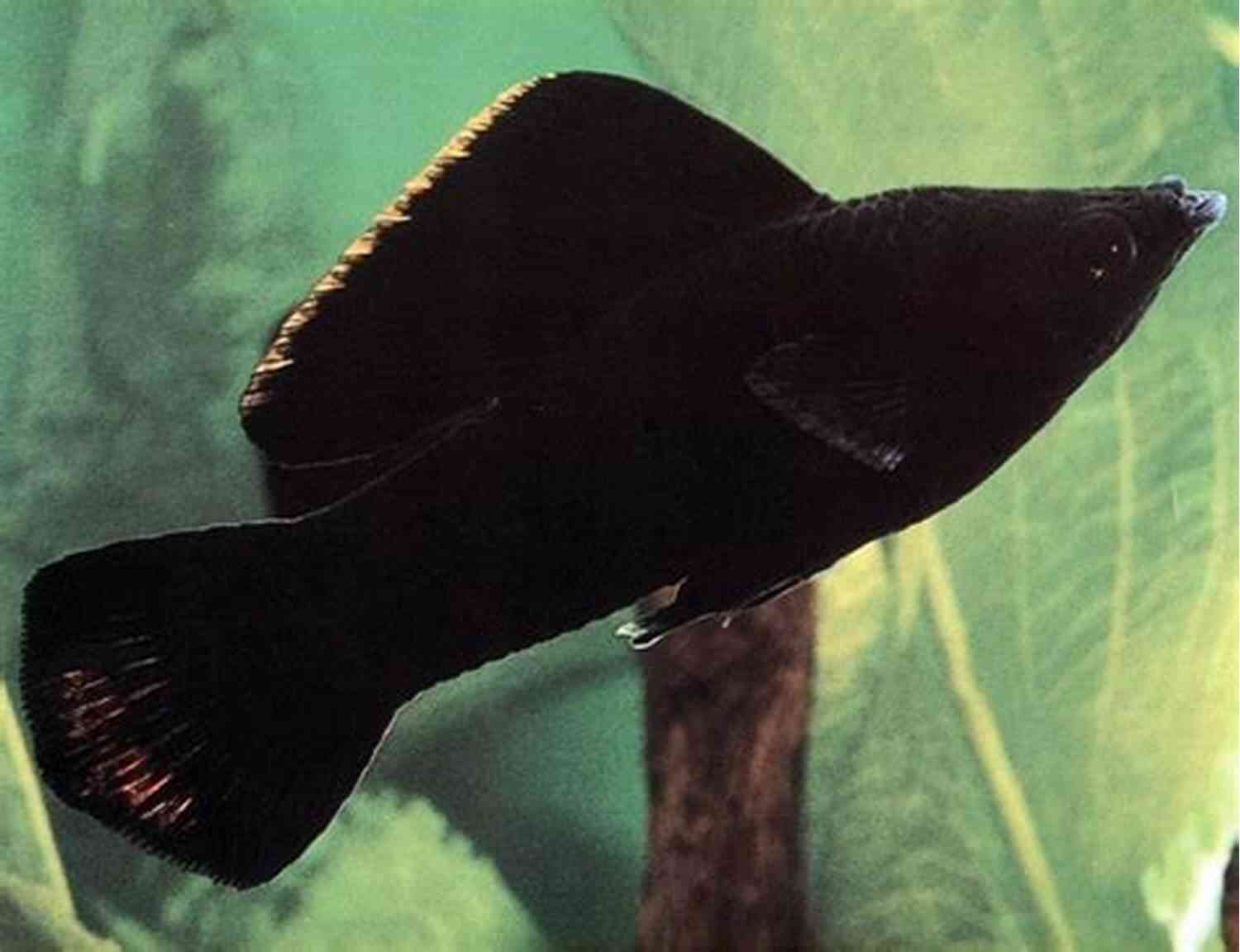 Sailfin Molly Fish Mollies Short Finned Molly Sailfin Molly Mexican Sailfin Molly (Livebearing Fish 2)