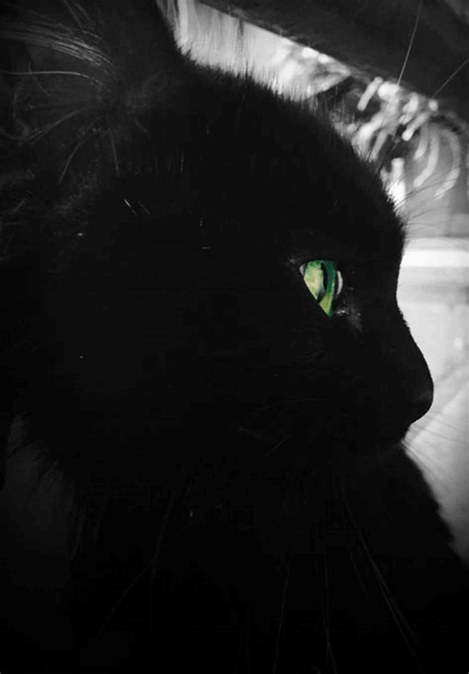 Shadow Lies Cat Johnson A Beautiful Black Cat With Piercing Green Eyes Sitting On A Branch Shadow Lies Cat Johnson