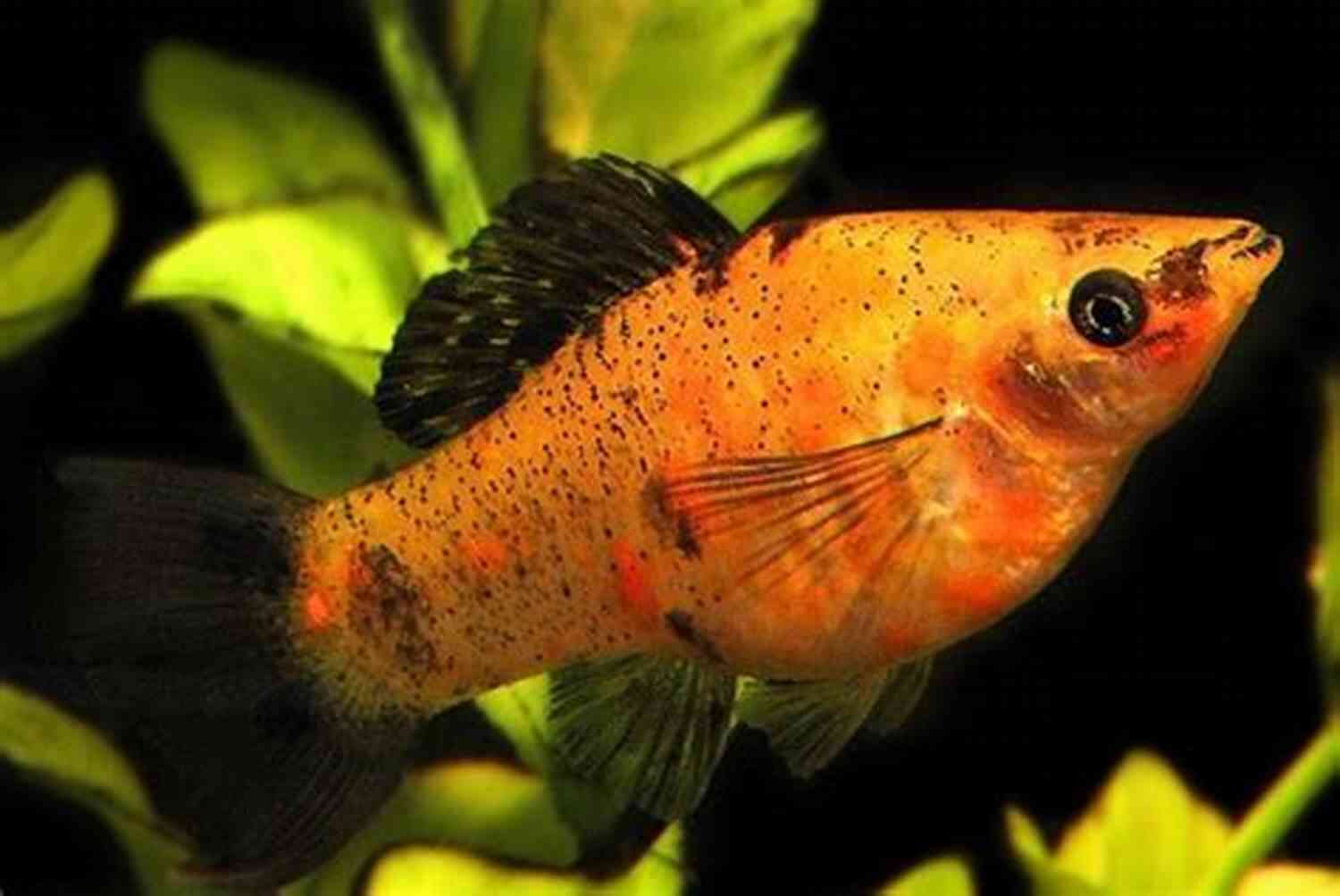 Short Finned Molly Fish Mollies Short Finned Molly Sailfin Molly Mexican Sailfin Molly (Livebearing Fish 2)