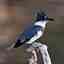 T Kingfisher