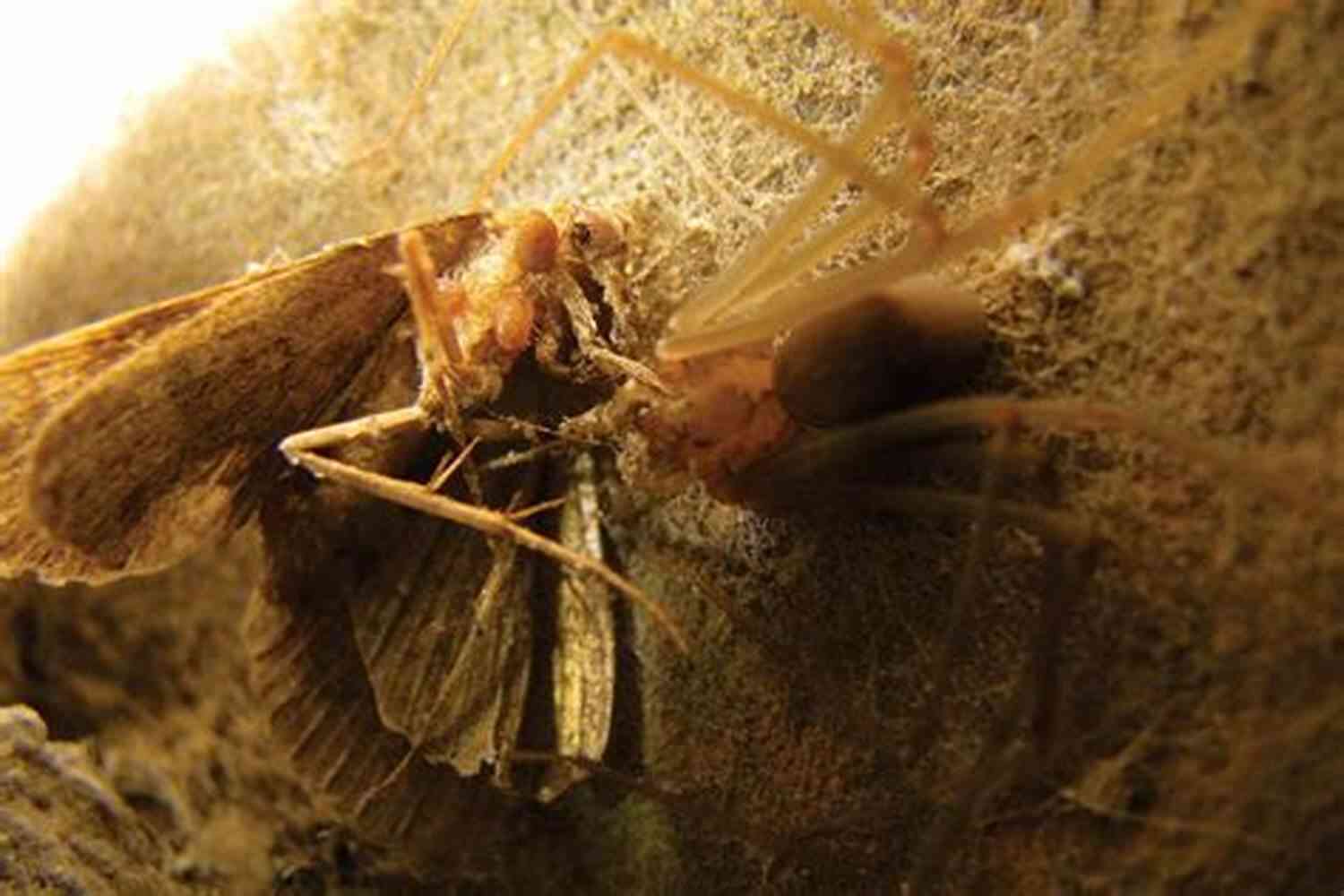 The Mother Mite In Its Natural Habitat An Intricate Web The Mother S Mite: An Old Parable For Modern Women