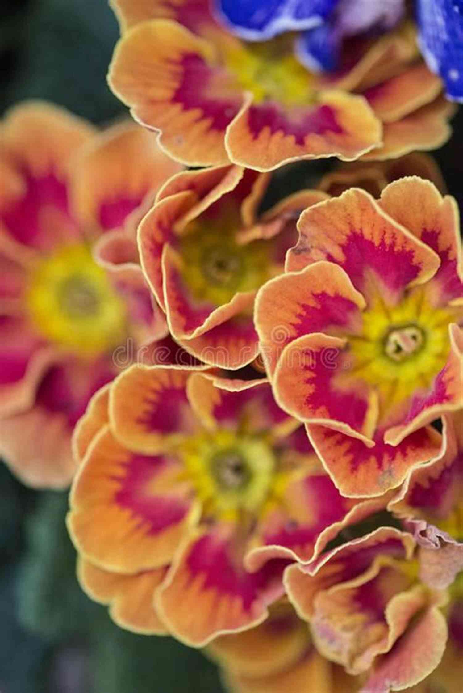 Vibrant Spring Blossoms In Full Bloom Spring And All William Carlos Williams