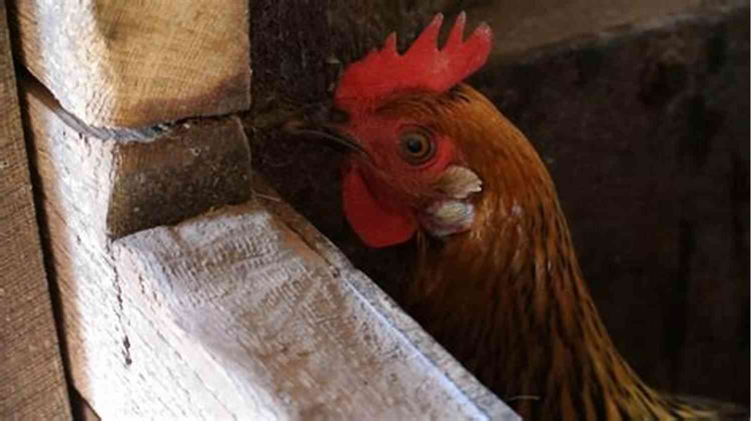 Zoo Animals The Clucking Chicken: A Rosalinda Alameda Mystery (a Cozy Zoo Short Story 3)