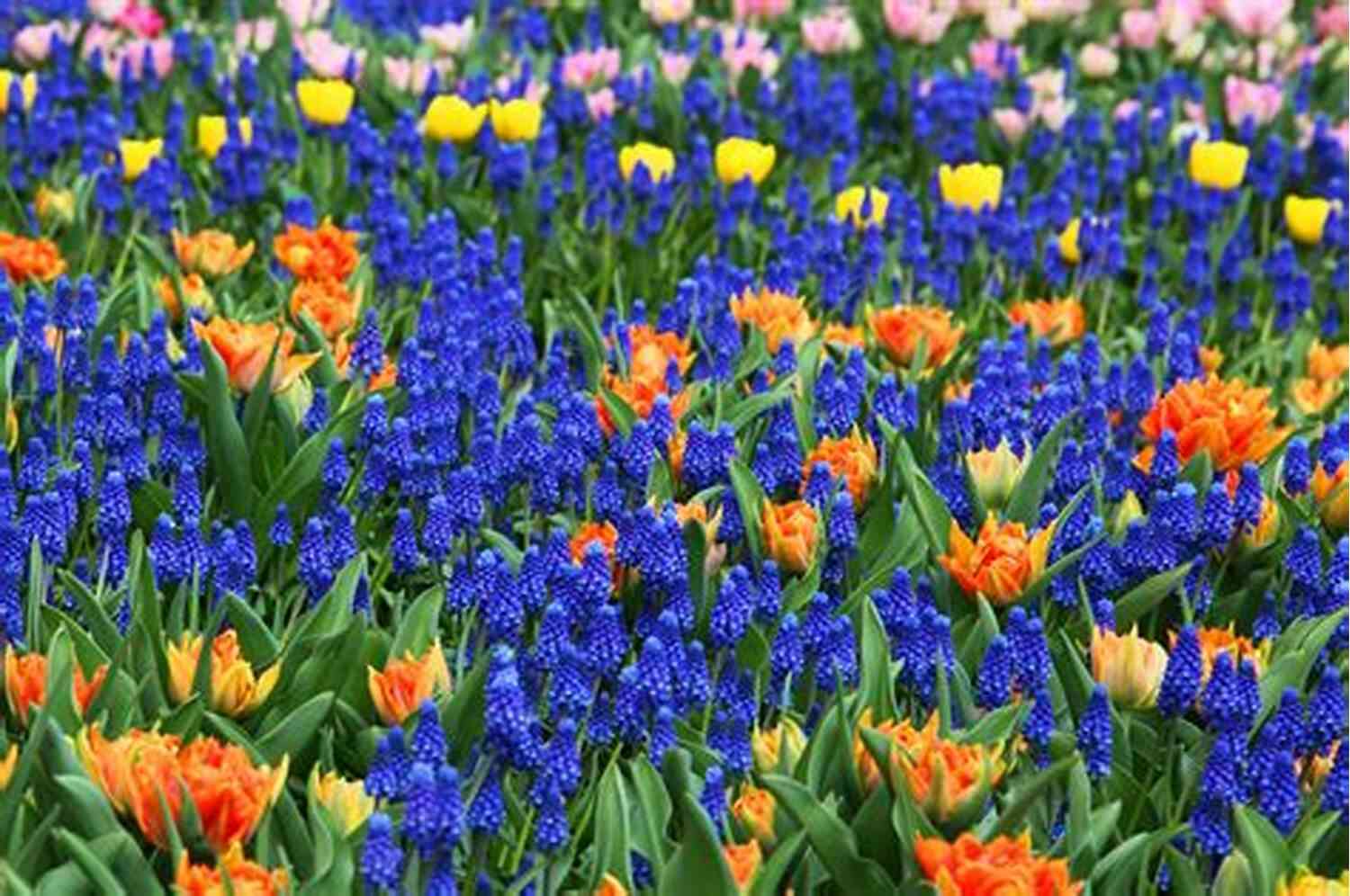 Vibrant Flowers Blooming In A Spring Meadow Spring A Season In Verse